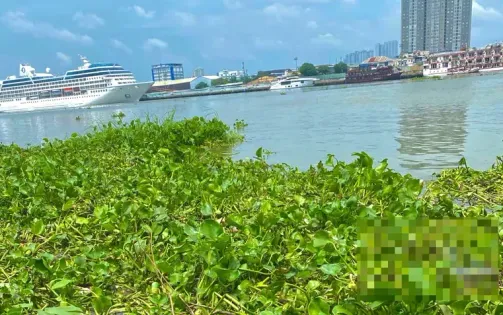 Phát hiện thi thể trẻ sơ sinh trên sông Sài Gòn, TP Hồ Chí Minh