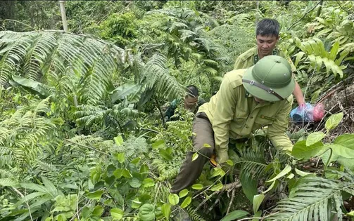 Phát hiện 20 vụ phá rừng ở Bảo Lâm: Gần 5 ha rừng bị thiệt hại