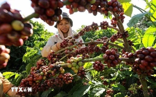 Giá cà phê suy giảm