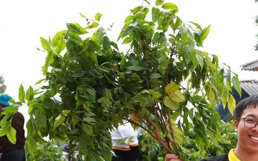 Chàng trai dân tộc Mông gần 10 năm trồng triệu cây xanh