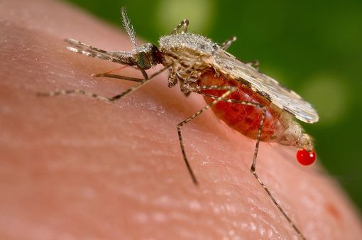 Djibouti chống lại dịch bệnh sốt rét chết người bằng muỗi biến đổi gen