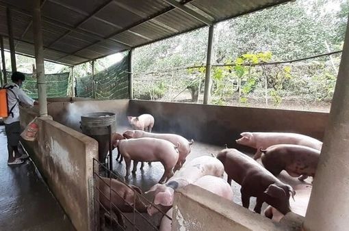 Bộ Nông nghiệp và Phát triển nông thôn đề nghị ngăn chặn nhập lậu giống vật nuôi