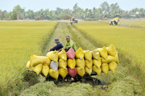 Xuất khẩu gạo tăng trưởng tích cực