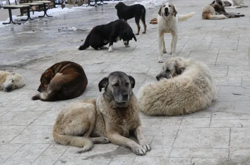 Thổ Nhĩ Kỳ đau đầu về cách xử lý 4 triệu chú chó hoang