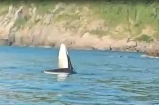 Cá voi xuất hiện trên biển Phú Yên