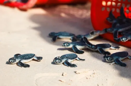 Câu chuyện bảo tồn rùa ở Vườn Quốc gia Côn Đảo