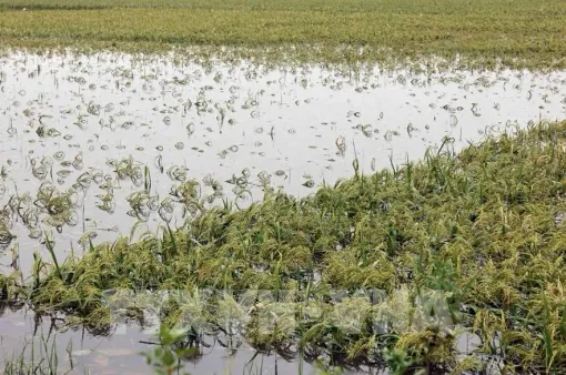 Trên 137.000 ha lúa và hoa màu bị ngập úng và hư hại do ảnh hưởng bão số 3