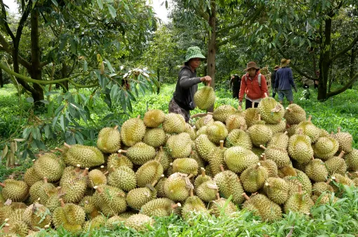 Diện tích cây ăn trái khu vực Tây Nguyên không ngừng tăng lên