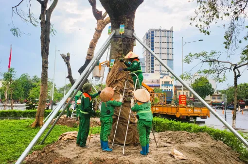 Hải Phòng: Truyền dưỡng chất, áp dụng nhiều phương pháp để "hồi sinh" cây xanh