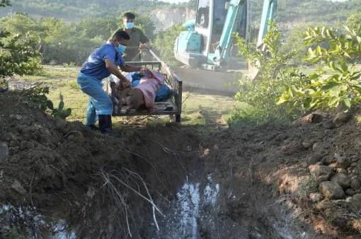 Ninh Thuận: Khẩn trương khoanh vùng, khống chế dịch tả lợn châu Phi