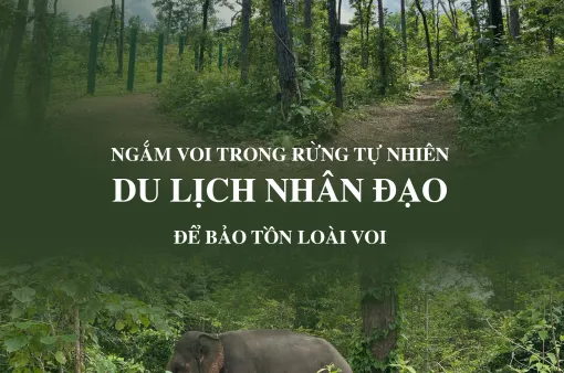 Ngắm voi trong rừng tự nhiên - Du lịch nhân đạo để bảo tồn loài voi