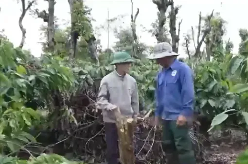 Lo trộm cắp, nông dân thuê người canh gác vườn cà phê