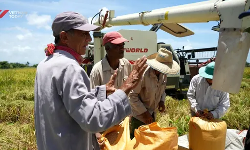 Vietnamese rice seeds cuban growing revolution