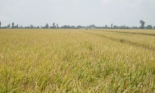 Vietnam pushes million-hectare premium rice plan