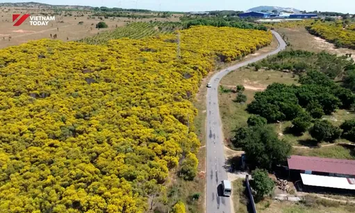 Acacia in full bloom along Lam Dong's coast