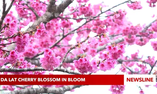 Da Lat cherry blossom in bloom