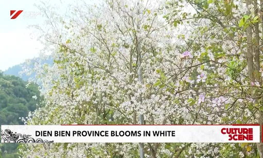 Điện Biên province blooms in white