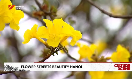 Flower streets beautify Hà Nội