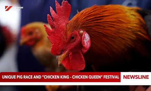 Unique pig race and “Chicken King – Chicken Queen” Festival