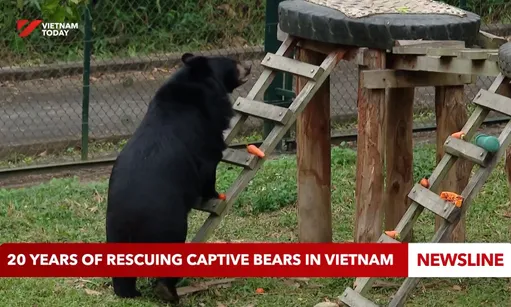 20 years of rescuing captive bears in Việt Nam