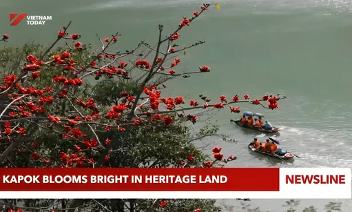 Kapok blooms bright in heritage land