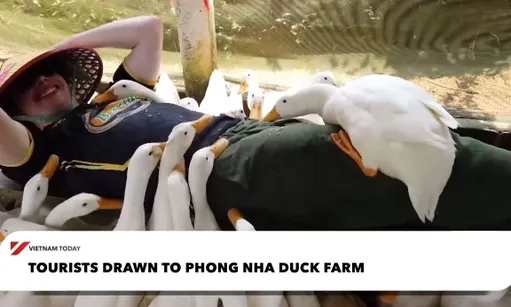 Tourists drawn to Phong Nha duck farm