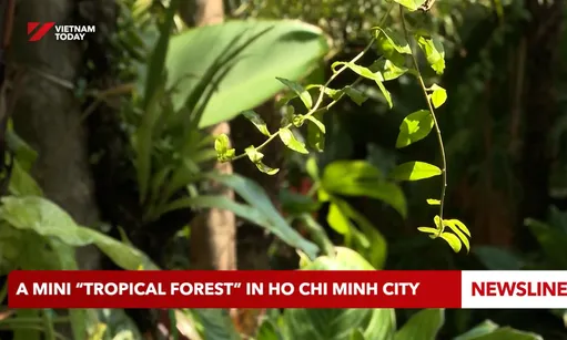 A mini “tropical forest” in Hồ Chí Minh City