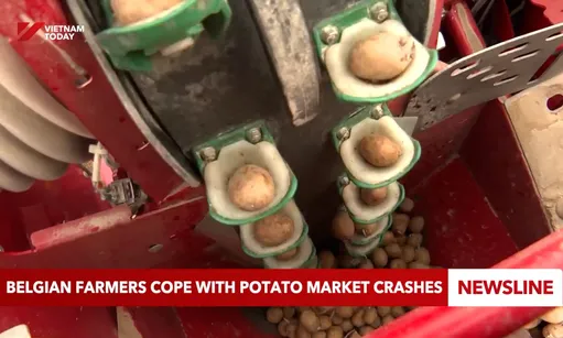 Belgian farmers cope with potato market crashes