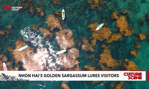 Nhơn Hải’s golden sargassum lures visitors