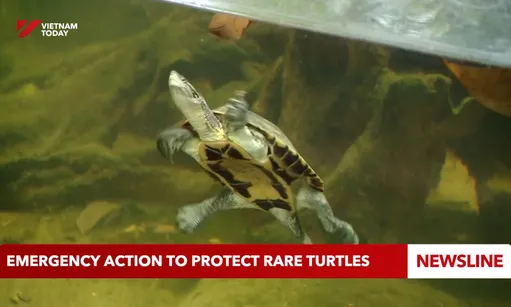 Emergency action to protect rare turtles
