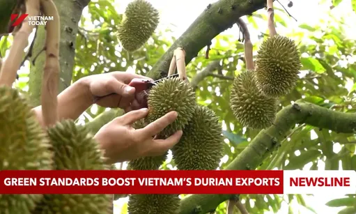 Green standards boost Việt Nam’s durian exports