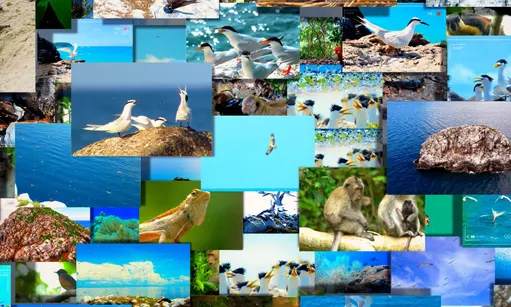 Côn Đảo Wildlife goes live for first time