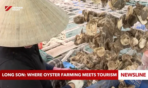 Long Sơn: Where oyster farming meets tourism