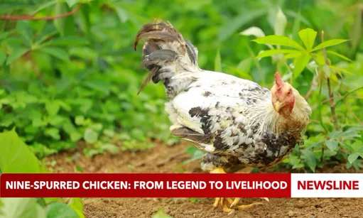 Nine-spurred chicken: from legend to livelihood