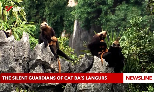 The silent guardians of Cat Ba’s langurs