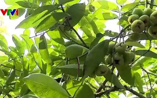 Làm du lịch từ vườn mận