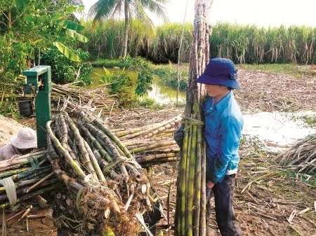 Đo trữ đường mía thiếu minh bạch: Người dân “ngậm trái đắng”