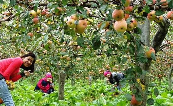 Trải nghiệm khó quên khi tới vườn táo Jian, Hàn Quốc