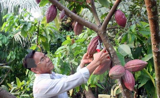 Cacao Việt Nam có hương vị hàng đầu thế giới