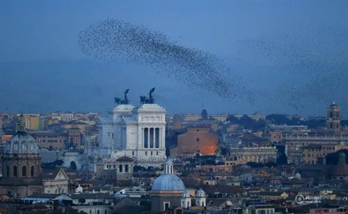 Thủ đô Rome (Italy) tối sầm vì bị chim sáo tấn công