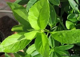 Cỏ ngọt Stevia - Phụ gia hữu ích