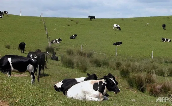 TPP mang lại thay đổi trái ngược cho ngành sữa New Zealand và Canada