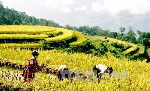 Từ 24/9, bắt đầu Tuần Văn hóa du lịch ruộng bậc thang Hoàng Su Phì