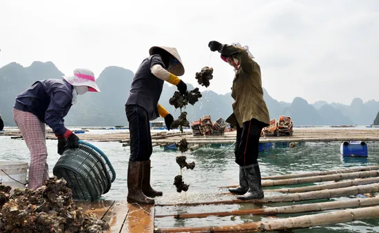 Ngư dân Bản Sen (Quảng Ninh) "chìm" trong nợ sau cơn lũ lịch sử