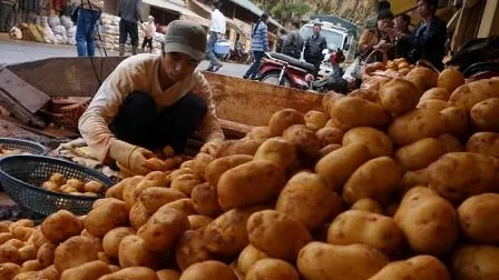 Khoai tây Đà Lạt khan hiếm và tăng giá vào mùa mưa