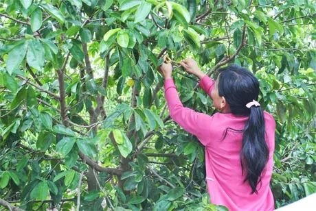 Tiền Giang: Thương lái mua lá mãng cầu giá cao bỏ trốn