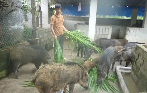 Trở thành tỷ phú nhờ mô hình liên kết sản xuất lợn rừng hữu cơ