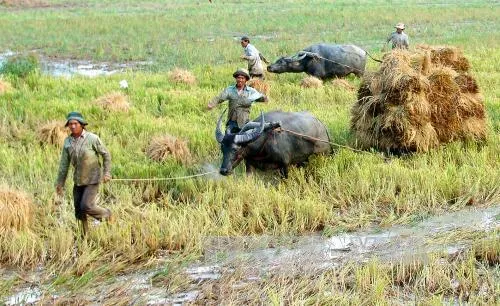 Giá lúa Hậu Giang tăng mạnh trở lại