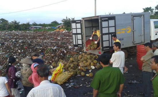 Đăk Lăk: Bắt quả tang một cơ sở dùng hóa chất ép chín sầu riêng