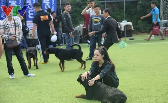 Dogshow Rottweiler 2015: Ngày hội của những người yêu chó miền Bắc